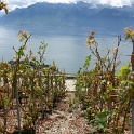 Vignes grelees Lavaux - 086